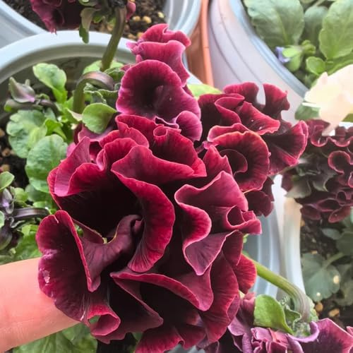Semi di violetta cornuta perenne, semi di selvatici Viola cornuta, da giardino resistenti perenni acquistare di violetta cornuta 150pcs