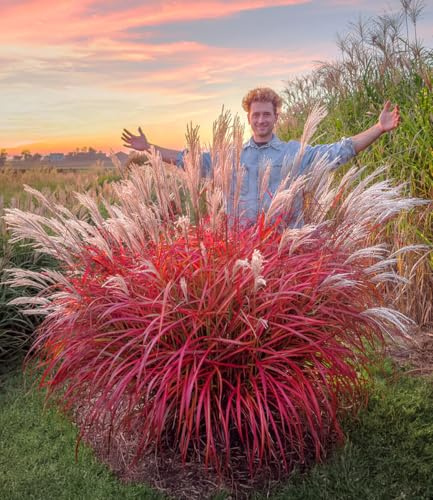 BALDUR Garten 3x Miscanthus 'Lady in Red®', Pflanzen im 9x9 cm-Topf | mehrjähriges Ziergras, atemberaubende Farbkombination, malerische Wuchsform, winterhart & pflegeleicht