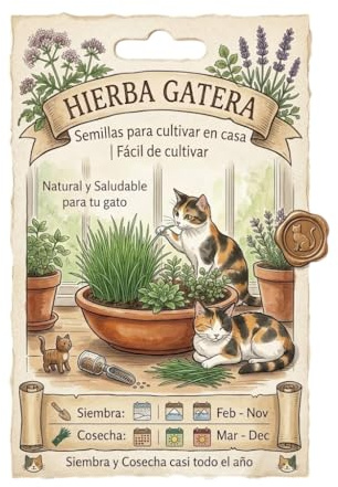 DECOALIVE Semillas de Hierba Gatera para Plantar en Casa y Cultivar para Gatos de Interior