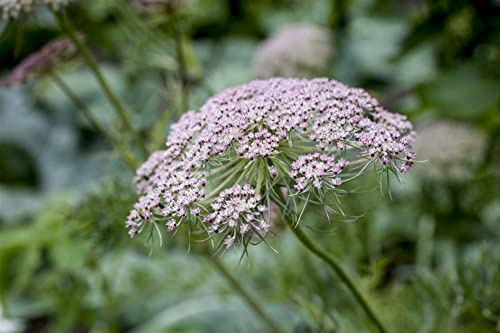 Carum carvi 9x9 cm Topf – Winterhart & Pflegeleicht – Kümmel – Küchenkraut für Beet & Kräutergarten