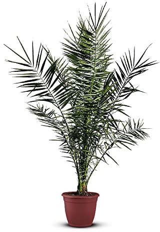Tropictrees Phönix canariensis | Hauteur 140cm | Palmier dattier | Résistant au froid | Palmier phénix | Plante verte extérieure | dattier des Canaries | palmier exterieur