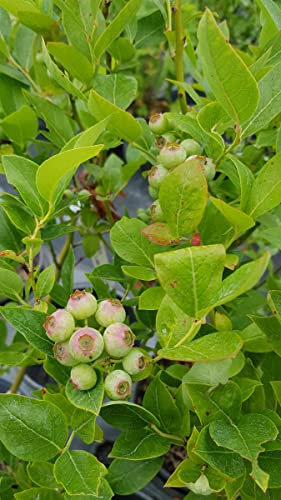Vaccinium corymbosum 'Ivanhoe' / Myrtillier 'Ivanhoe' / Conteneur de 3 à 4 litres