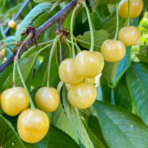 semillas cerezo Camas elevadas para el jardín resistentes enanos decoración de balcones bonsái Cereza dulce de jardín 400pcs