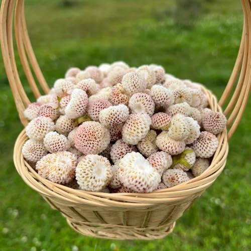semillas de fresa silvestre - resistentes, para invernaderos y balcones, decoración jardín, 100pcs