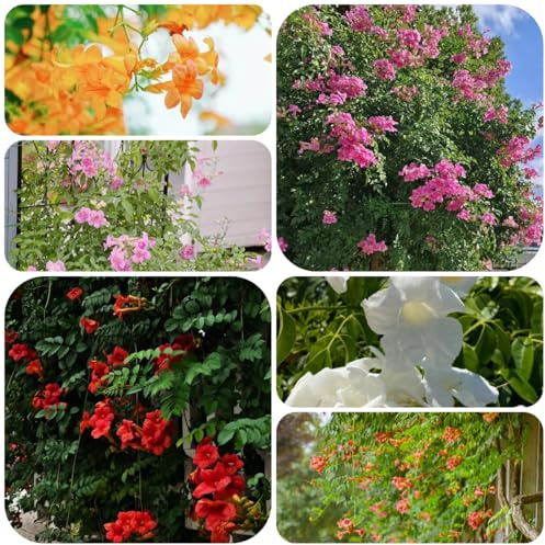 campsis, trompetenblume - zierblumen für sonnige plätze klettertrompete gartendeko für draußen kräuterpflanzen wildblumen exotische blumenbeet kletterpflanzen steingartenpflanzen 200samen