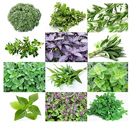 1000 Mixed Herb Seeds Heirloom Non GMO 12 Varieties This is a Mix, Thyme Oregano Sage Tarragon Marjoram Summer Savory Basil Italian Greek Thai Dwarf Ruby Red, Diplotaxis tenuifolia Grown in USA