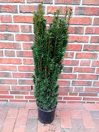 Säulen Eibe, Höhe: 120-130 cm, Taxus baccata Fastigiata Robusta, Säuleneibe + Dünger