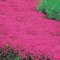 85 unidades de semillas de tomillo rastrero rosa