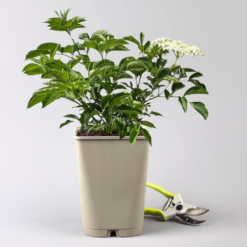 Großfruchtiger schwarzer Holunder 'Sampo', Höhe 40-60 cm, Topf 5 Liter