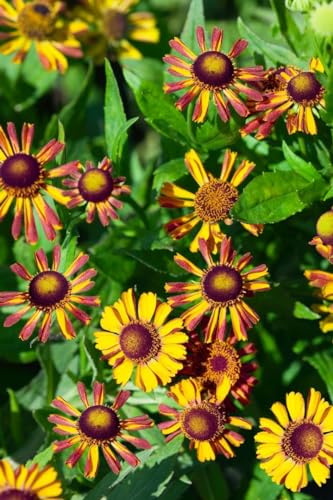 Helenium x cult. 'Loysder Wieck' 9x9 cm Topf – Winterhart, Mehrjährig, Pflegeleicht – Sonnenbraut – Blütenstaude für Beet & Rabatte