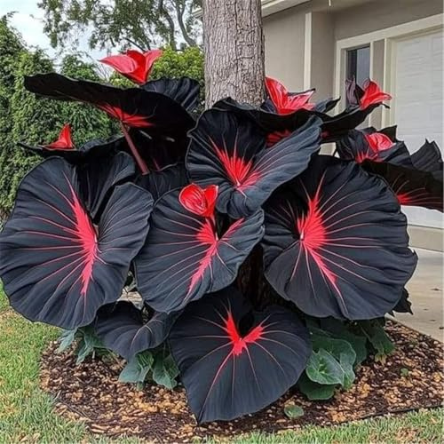 Rizomas de Oreja de Elefante, Rizomas de Jardín, Rizomas Ornamentales Perfectas para Interiores, Rizomas de Alta Calidad, Rizomas de Taro Resistente al Invierno, 5 Cebollas-I