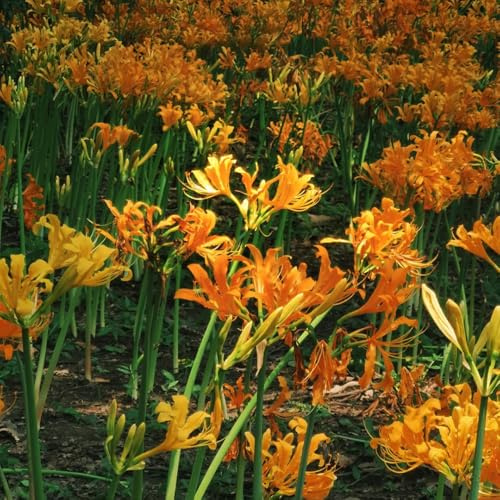 bulbos/Lirio araña - Lycoris radiata Parterres elevados jardín de interior de jardín rocas decoración 3Rhizoma