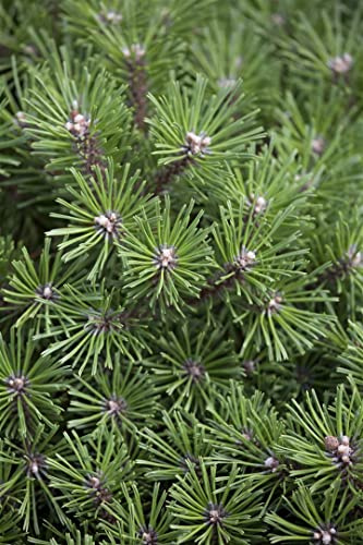 Pinus mugo 'Benjamin' 12–15 cm – Winterhart, Immergrün, Pflegeleicht – Zwergkiefer – Ziergehölz für Steingarten & Kübel