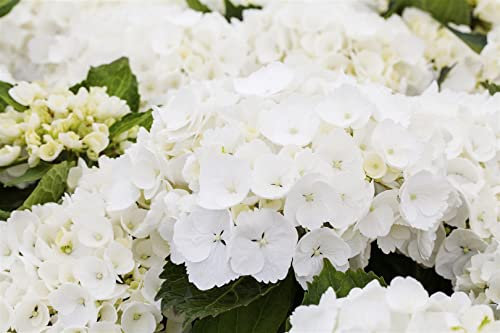 Hydrangea macrophylla 'First White' 30-40 cm – Winterhart, Mehrjährig, Pflegeleicht – Gartenhortensie – Zierstrauch für Beet & Kübel