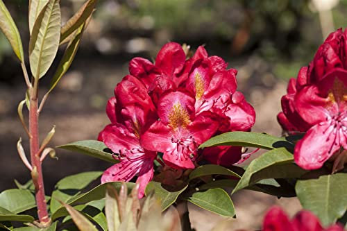 Rhododendron Hybr. 'Junifeuer' 30-40 cm - Rhododendron, leuchtend rote Blüten, Blütezeit Mai-Juni, ideal für Halbschatten, winterhart und pflegeleicht