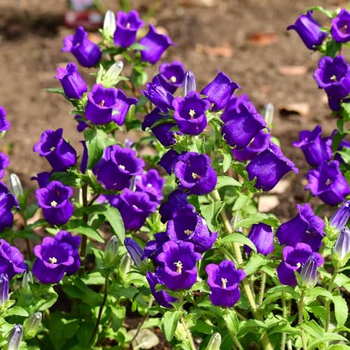 50pcs Purple Bellflower Campanulata Glomerata Superba Bellflower Heirloom Flower