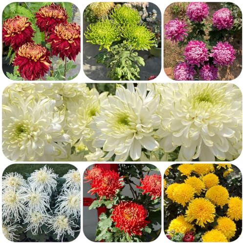 semillas de crisantemo resistentes decorativas resistentes para balcón de crisantemo para el jardín jardín rocas perennes macizo 100pcs