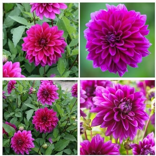 Riesige, mehrjährige, magentafarbene Dahlie in einem leuchtenden Rosa, geeignet zum Anpflanzen - exotische Dahlienknollen, geeignet für Innen- und Außengärten-4 Dahlienknollen-A