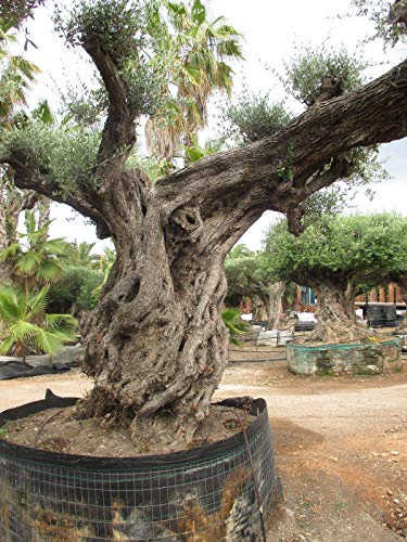 Olivenbaumdünger, Olivendünger, Olea Europea 3 Kg Mediterrano Original