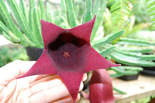 100pcs / bolsa caliente Stapelia Semillas Semillas Lithops Suculentas Jardín Bonsai s Fácil crecer y Hogar