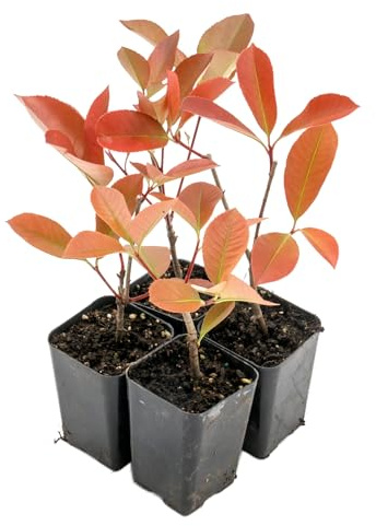 4 Red Tip Photinia, Photinia x fraseri, Thriving in Extra Deep Nursery Cubes