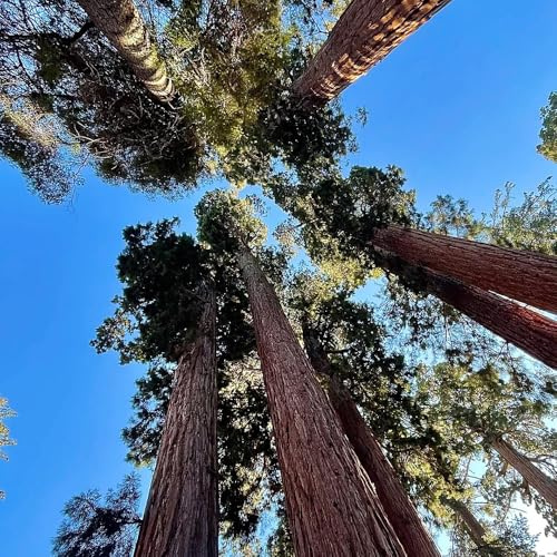 semi di sequoia, biologici varietà antiche giardino esotiche, perenni resistenti 500pcs