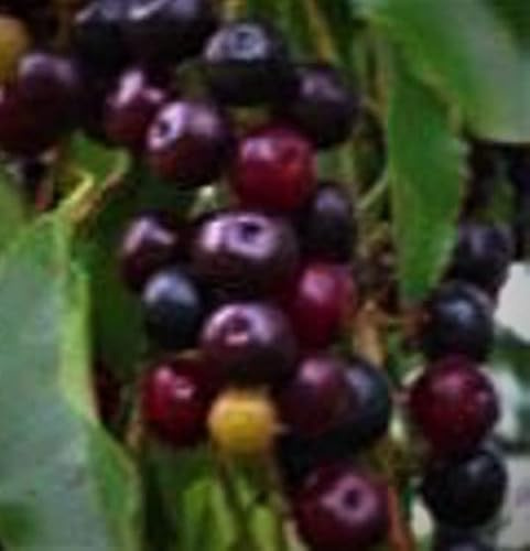 Live Tasty and Sweet Fruit Tree, 8-14 Tall Potted Black Cherry Tree