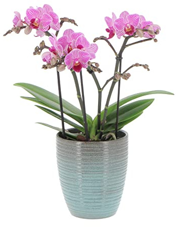 KENTIS - Orchidea Phalaenopsis Boquetto Fucsia Rara - Piante da Interno Vere Fiorite Purifica Aria Appartamento - Vaso Ø 12 cm