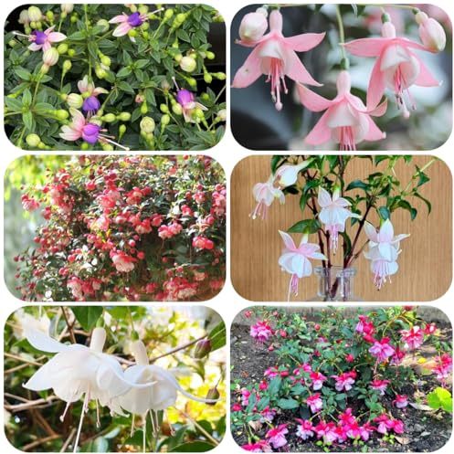 semi di fucsia - balcone rare decorazione da giardino esterni semi di esterni giardino decorazione soggiorno serre 350pcs