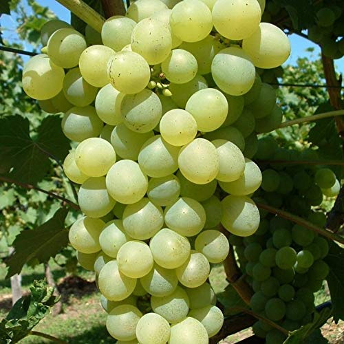Phönix kernarme heller Wein Weintraube feines Muskataroma 60-100 cm 3,5 L Topf