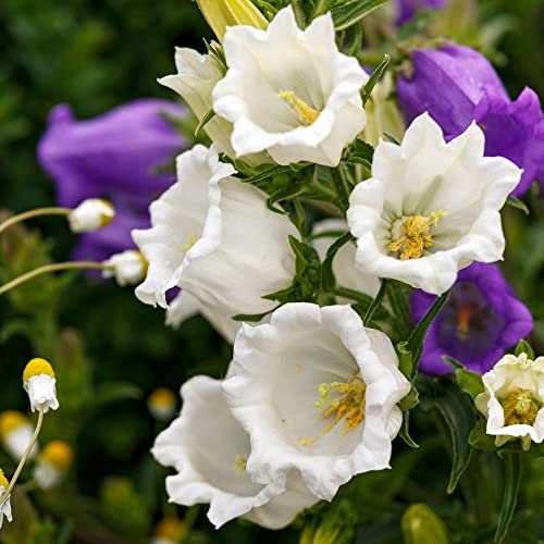 Blaue weiße Glockenblume Campanula carpatica 50 Staudensamen