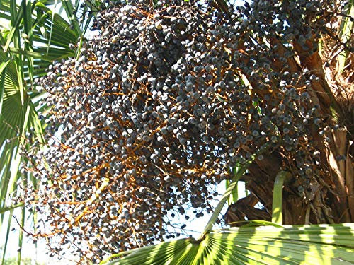 Windmill Palm Trachycarpus Fortunii Cold Hardy Large 100 Seeds : Seeds Only
