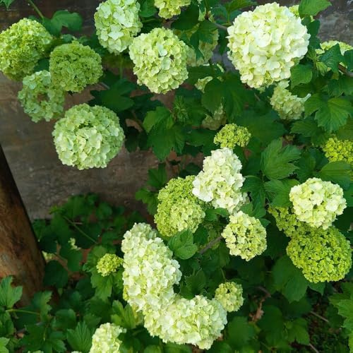 Semi di ortensia palla di neve, giardino arbusti vecchie varietà copertura del terreno regali per gli amanti del giardino decorazione floreale decorazione 90pcs