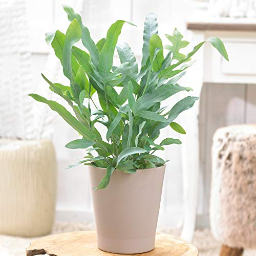 Phlebodium Blue Star de Qualité Supérieur - Polypode Doré | Fougère pour la Maison ou le Bureau