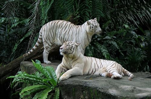 OZLHSP Pusselram 500 bitar Tiger Stora Katter Djur 52x38cm