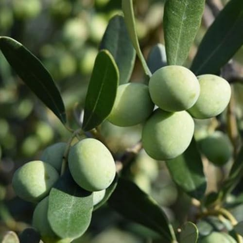 PIANTA DI ULIVO CIPRESSINO in vaso 20 - età 2/3 anni