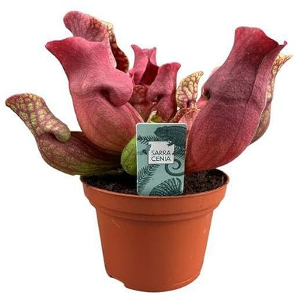Fleischfressende Pflanze Sarracenia Maroon – Schlauchpflanze – Ø12cm – 23cm – Exotische Zimmerpflanze mit auffälligen Kannen – Pflegeleicht & luftreinigend