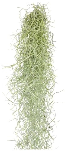 Tillandsien Pflanzen Echt im Mix - Tillandsien hängend 50cm Tillandsia Usneoides Luftpflanzen, Terrarium Pflanzen, Spanisches Moos, Louisianamoos (1xTillandsia Usneoides)
