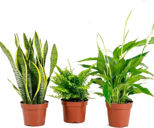DECOALIVE Plantas Purificadoras del Aire: Sansevieria, Helecho y Lirio de la Paz