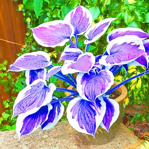 Hosta Plants for Sale, Ornamental Flowers, Hosta Bulbs Live, Easy Plant, Wedding Flowers, Hardy Perennial, Bulbs Mix, 8bulbs-c