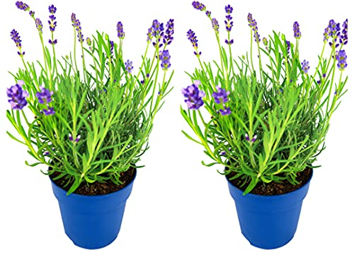 2 x Lavender Hidcote Plants - English Lavender Bush in a 13cm Pot Ready to Plant
