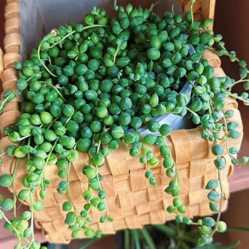 semi di pisello appesi - senecio rowleyanus - sospese, rampicanti a viticcio, resistenti per il giardino 200pcs