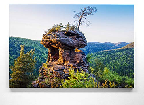 Atemberaubende Waldbilder vom Pfälzerwald auf Leinwand. Motiv – die Kiefer – als 80x80cm großes Wandbild. Perfekt als Hintergrund und Deko für Wohnzimmer & Schlafzimmer. Aufgespannt auf Holzrahmen