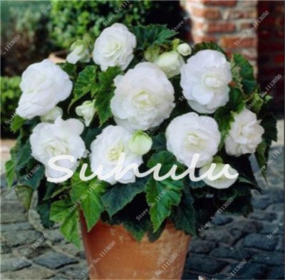 100 piezas Begonia Semi Hybrida Voss Lanterne Fiori di Begonia Malus Spectabilis cinesi decorativi Garden Fiori 10
