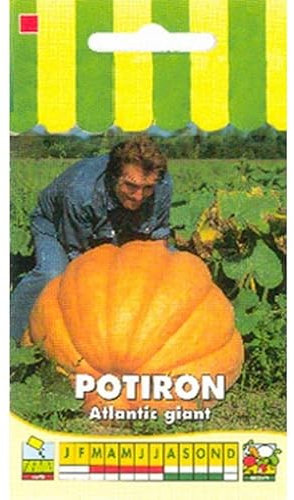 Sachet de graines de Potiron Atlantic Giant - 5 g - légume fruit - LES GRAINES BOCQUET