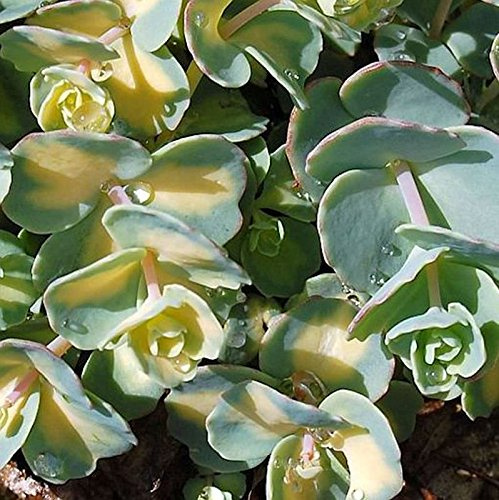 Oktober Fetthenne - Sedum sieboldii - lebende Gartenpflanze aus den Baumschulen
