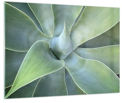 Quadro su Vetro Succulento Agave Botanica Stampe da Parete in Vetro 70x50cm Quadri Moderni Soggiorno Camera da Letto Cucina 1 pezzo Piccoli Decorazione Murale Wall Art Grafica Immagini GAA70x50-5451