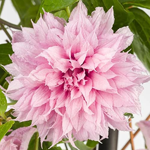 Clématite 'Multi Pink' | Plante grimpante vivace en pot pour jardin extérieur