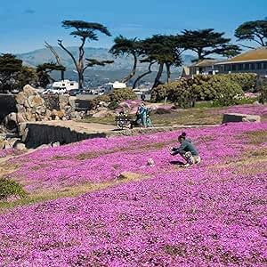 20 000 semis de culture de thym | Feuillage pourpre parfumé, résistant à l'hiver et facile d'entretien, idéal pour les bordures et les arrangements décoratifs