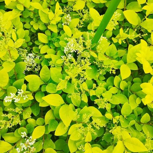 semi di ligustro - Perenni resistenti varietà antiche decorazione 350pcs